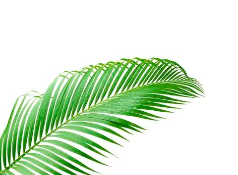 Green leaf of palm tree isolated on white background Foto stock