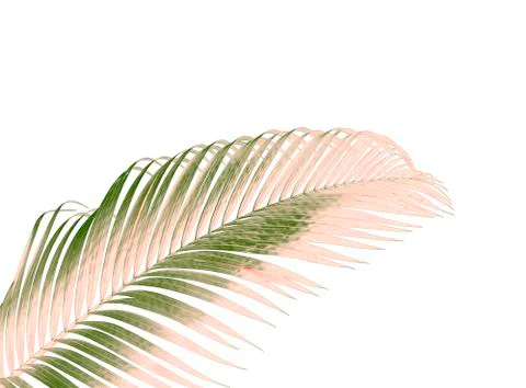 Green leaf of palm tree isolated on white background Stock Photos