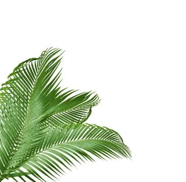 Green leaf of palm tree isolated on white background Stock Photos