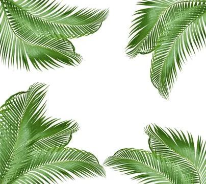 Green leaf of palm tree isolated on white background Stock Photos
