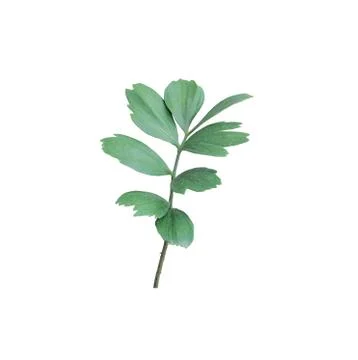 Green leaf of palm tree isolated on white background Stock Photos