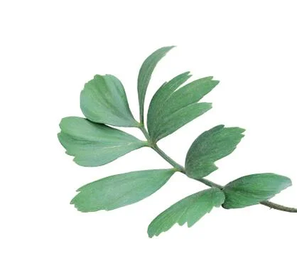 Green leaf of palm tree isolated on white background Stock Photos