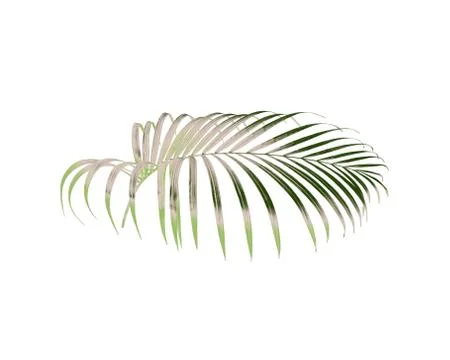 Green leaf of palm tree isolated on white background Stock Photos