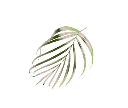 Green leaf of palm tree isolated on white background Stock Photos