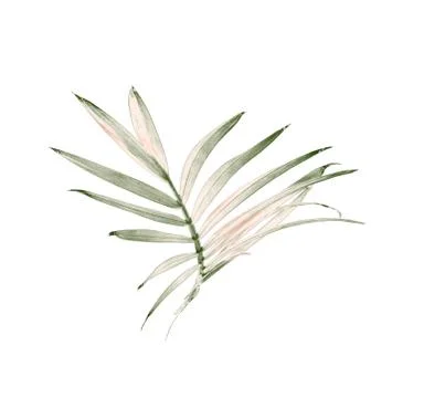 Green leaf of palm tree isolated on white background Stock Photos