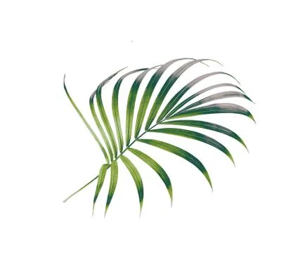 Green leaf of palm tree isolated on white background Stock Photos