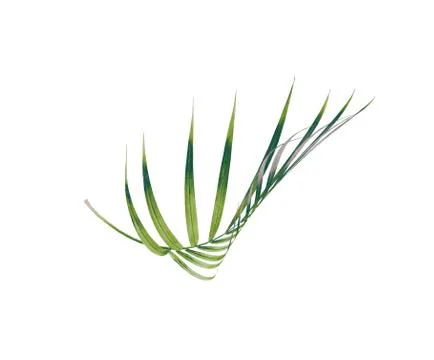 Green leaf of palm tree isolated on white background Stock Photos