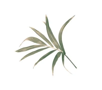 Green leaf of palm tree isolated on white background Stock Photos
