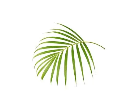 Green leaf of palm tree isolated on white background Stock Photos