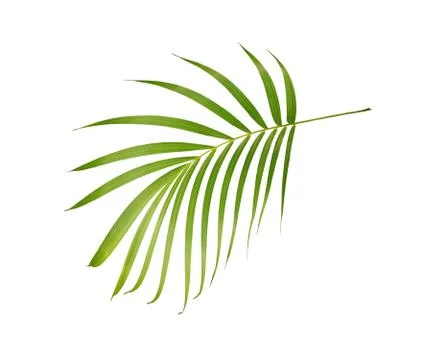 Green leaf of palm tree isolated on white background Foto stock