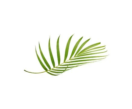 Green leaf of palm tree isolated on white background Stock Photos