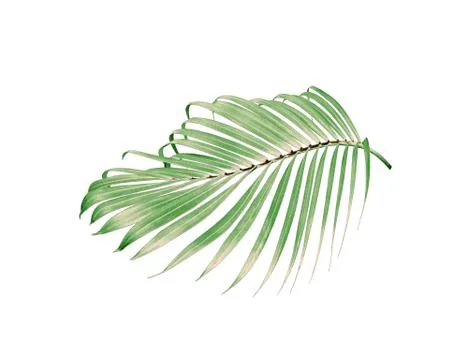 Green leaf of palm tree isolated on white background Foto stock