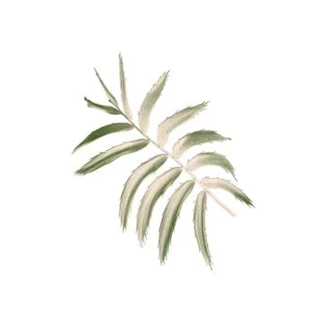 Green leaf of palm tree isolated on white background Stock Photos