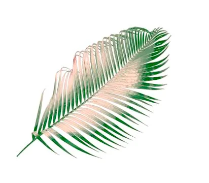Green leaf of palm tree isolated on white background Stock Photos