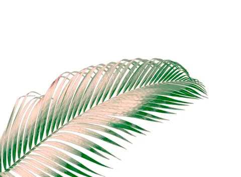 Green leaf of palm tree isolated on white background Fotos Stock