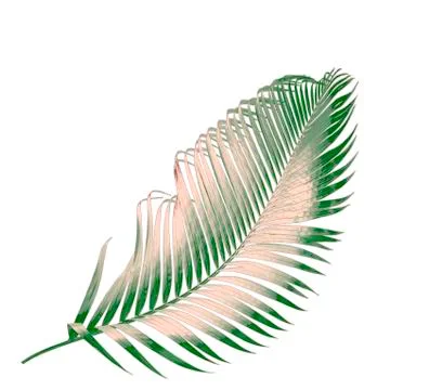 Green leaf of palm tree isolated on white background Stock Photos