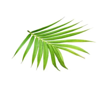 Green leaf of palm tree isolated on white background Stock-Fotos