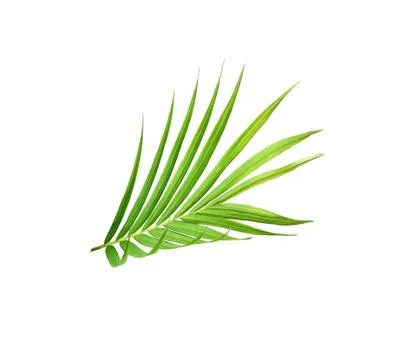 Green leaf of palm tree isolated on white background Stock Photos