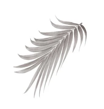 Green leaf of palm tree isolated on white background Stock Photos