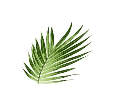 Green leaf of palm tree isolated on white background Stock Photos