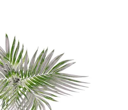 Green leaf of palm tree isolated on white background Stock-Fotos