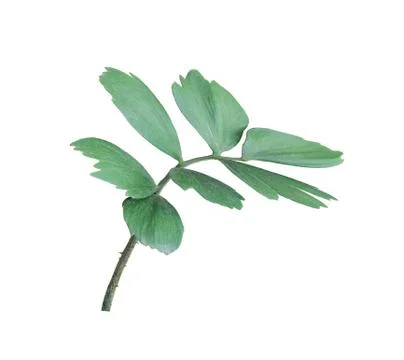 Green leaf of palm tree isolated on white background Stock Photos