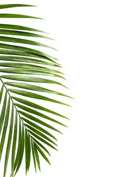 Green leaf of palm tree isolated on white background Stock Photos