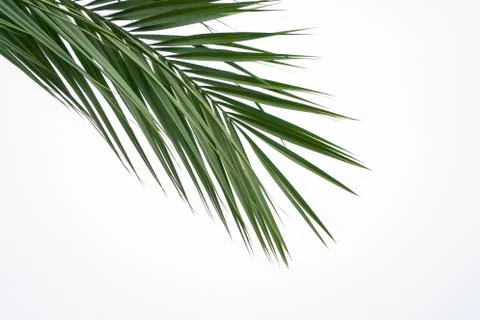 Green leaf of palm tree isolated on white background. Top view from corner to Stock Photos