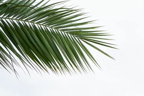 Green leaf of palm tree isolated on white background. Top view from a corner to Stock Photos