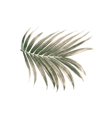 Green leaf of palm tree isolated on white background Stock Photos