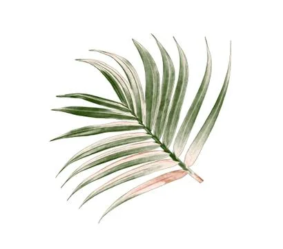 Green leaf of palm tree isolated on white background Stock Photos
