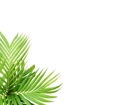 Green leaf of palm tree isolated on white background Stock Photos