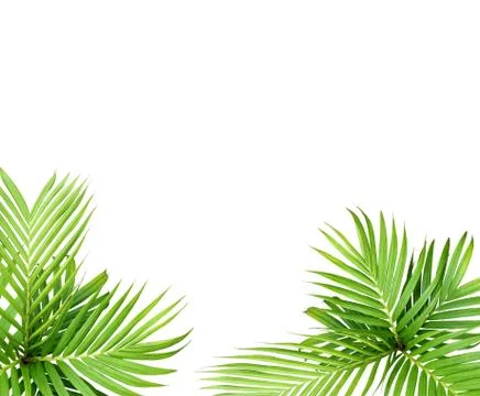 Green leaf of palm tree isolated on white background Stock Photos