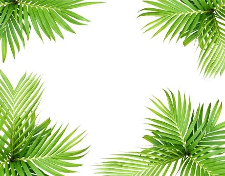 Green leaf of palm tree isolated on white background Stock Photos