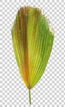 Green leaf of palm tree isolated on transparent background png file Stock Photos