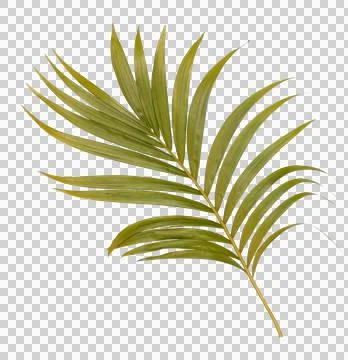 Green leaf of palm tree isolated on transparent  background png file Stock Photos