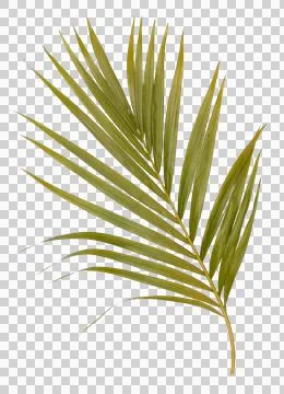 Green leaf of palm tree isolated on transparent  background png file Stock Photos