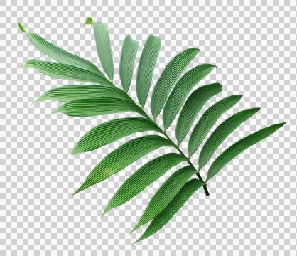 Green leaf of palm tree isolated on transparent background png file Foto stock