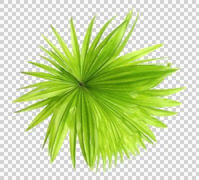 Green leaf palm tree isolated on transparent background png file Stock Photos
