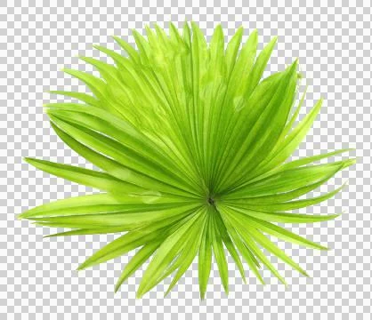 Green leaf palm tree isolated on transparent background png file Stock Photos