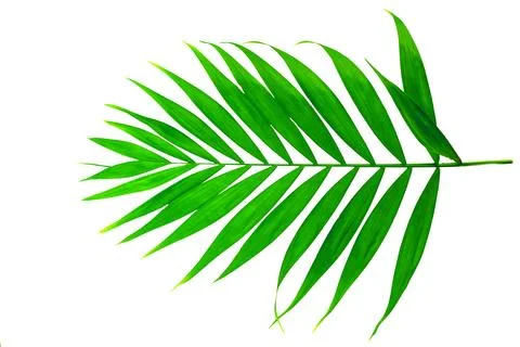 Green leaf of palm tree on isolated white background. eco friendly cosmetol.. Stock Photos