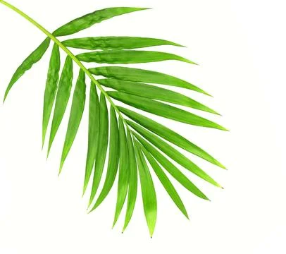 Green leaf of palm tree isolated on white background Stock Photos