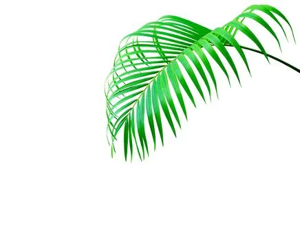 Green leaf of palm tree isolated on white background Fotos Stock