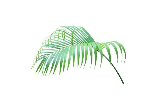 Green leaf of palm tree isolated on white background Stock Photos