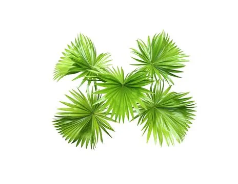 Green leaf of palm tree isolated on white background Stock Photos