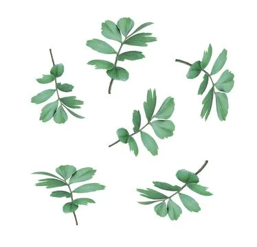 Green leaf of palm tree isolated on white background Stock Photos