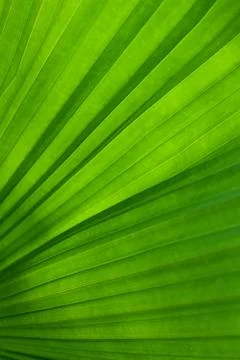 Green leaf of palm tree Foto stock