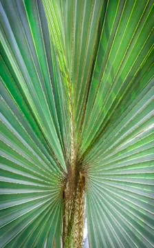 Green leaf palm tree Stock Photos
