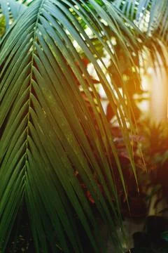 Green leaf of palm tree in rainforest or botanical garden Foto stock
