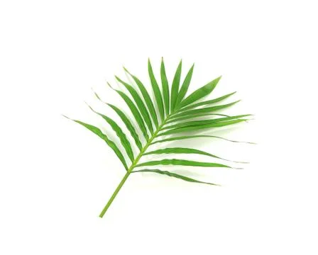 Green leaf of palm tree with shadow on white background Stock Photos